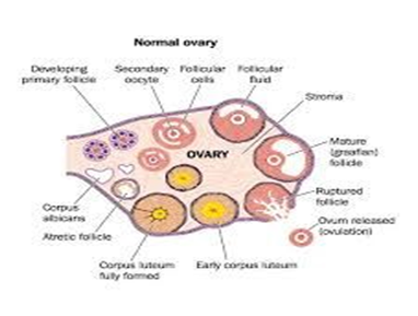 Normal Human ovary