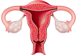 female reproductive system image