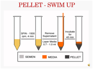 Pellet-Swim up